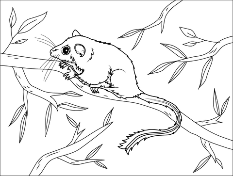 Feathertail Glider Coloring Page